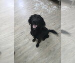 Small #7 Mutt