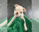 Puppy Gandalf AKC Boston Terrier