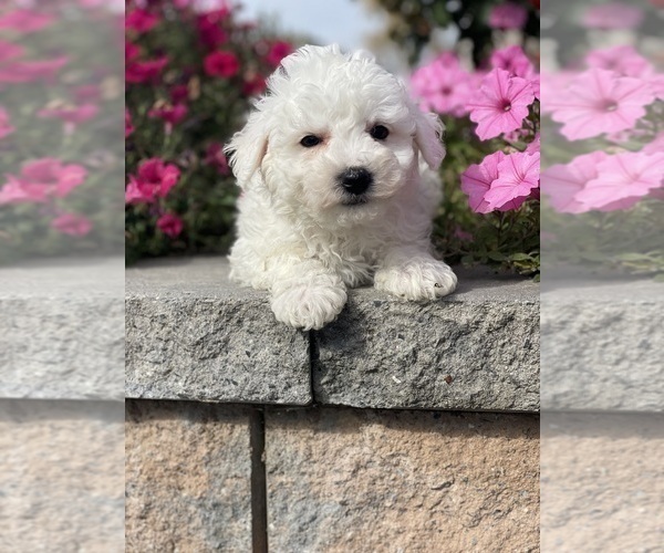 Medium Photo #6 Bichon Frise Puppy For Sale in CANOGA, NY, USA