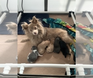 Mother of the Pomeranian puppies born on 03/09/2021
