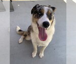Small #1 Australian Shepherd