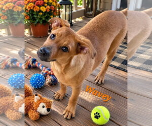 Boxer-German Shepherd Dog Mix Dogs for adoption in Southbury, CT, USA