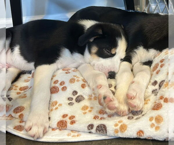 Medium Photo #3 Labsky Puppy For Sale in Mechanicsburg, PA, USA