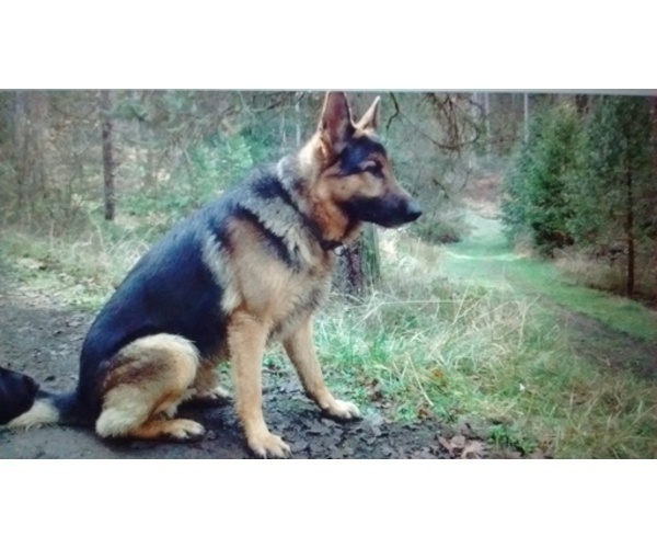 Medium Photo #1 German Shepherd Dog Puppy For Sale in GASTON, OR, USA