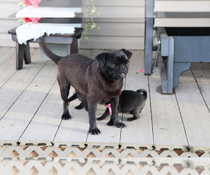 Mother of the Pug puppies born on 04/19/2020