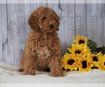 Small Goldendoodle-Poodle (Miniature) Mix