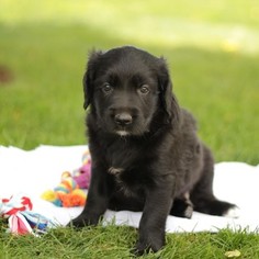 Golden Labrador Puppy for sale in GAP, PA, USA