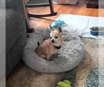 Small Photo #5 Chihuahua Puppy For Sale in Rootstown, OH, USA