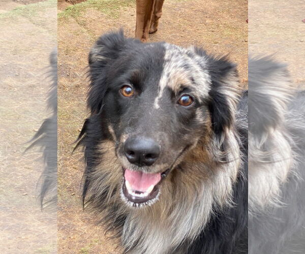 Medium Photo #3 Australian Shepherd Puppy For Sale in Newport Beach, CA, USA