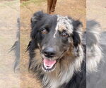 Small #2 Australian Shepherd