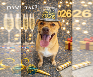 River - Male Doberman Pinscher-German Shepherd Dog Mix Dog for Adoption - Photo #2
