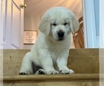 Small #4 English Cream Golden Retriever