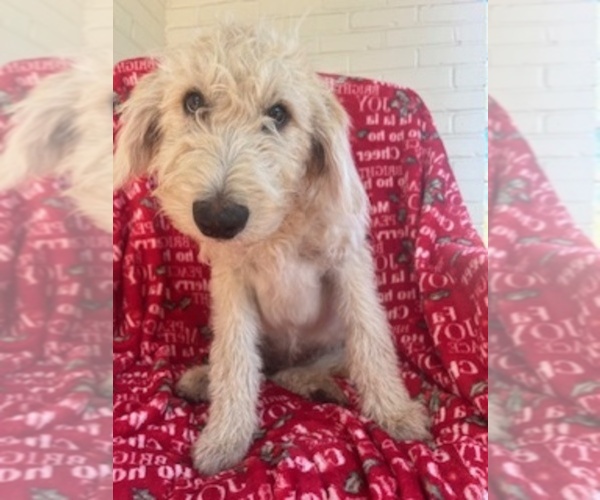 Medium Photo #1 Labradoodle Puppy For Sale in PEMBROKE, GA, USA