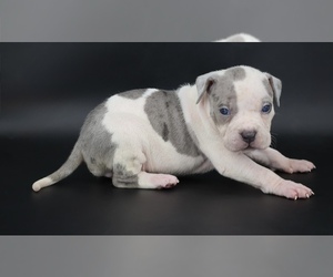 American Bully Puppy for sale in CHAMPAIGN, IL, USA