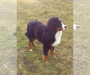 Father of the Bernese Mountain Dog puppies born on 06/23/2023