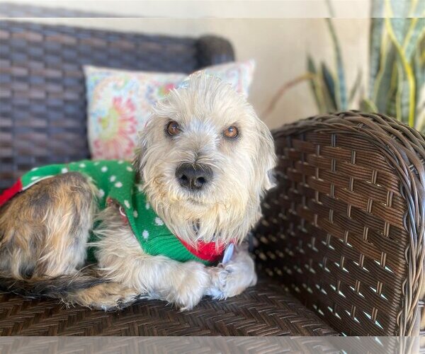 Medium Photo #1 Mutt Puppy For Sale in  Ramona, CA, USA
