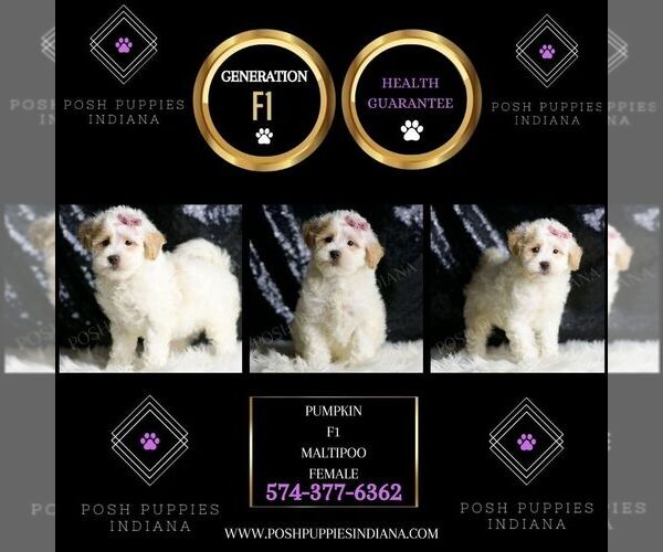Medium Photo #6 Maltipoo Puppy For Sale in WARSAW, IN, USA