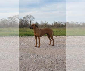 Mother of the Rhodesian Ridgeback puppies born on 12/04/2025