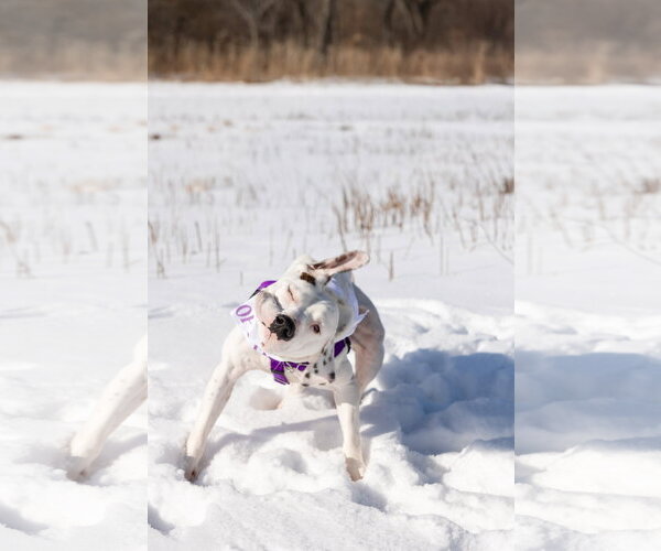Medium Photo #6 Mutt Puppy For Sale in Crete, IL, USA