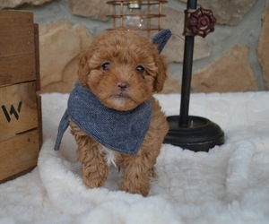 Shih-Poo Puppy for sale in HONEY BROOK, PA, USA