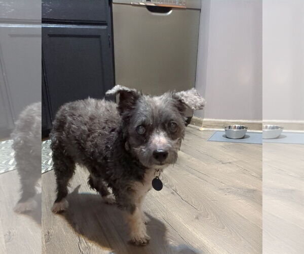 Medium Photo #7 Maltese-Unknown Mix Puppy For Sale in St. Louis Park, MN, USA