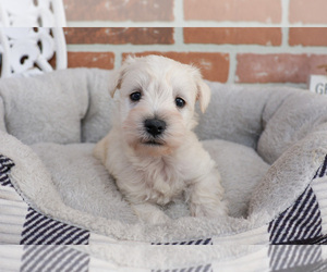 Schnauzer (Miniature) Puppy for sale in SYRACUSE, IN, USA