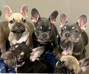 French Bulldog Litter for sale in LOUISVILLE, KY, USA