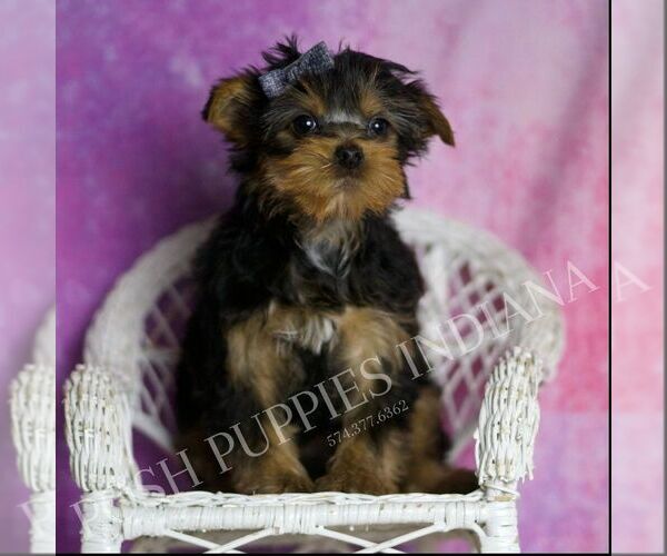 Medium Photo #59 Yorkshire Terrier Puppy For Sale in WARSAW, IN, USA