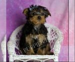 Small Photo #59 Yorkshire Terrier Puppy For Sale in WARSAW, IN, USA