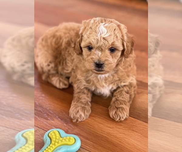 Medium Photo #2 Poodle (Miniature)-Zuchon Mix Puppy For Sale in ALGOMA, WI, USA