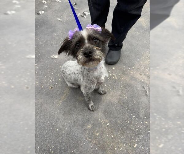 Medium Photo #4 Mutt Puppy For Sale in The Woodlands, TX, USA