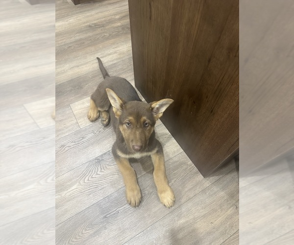 Medium Photo #10 German Shepherd Dog Puppy For Sale in OSAGE CITY, KS, USA