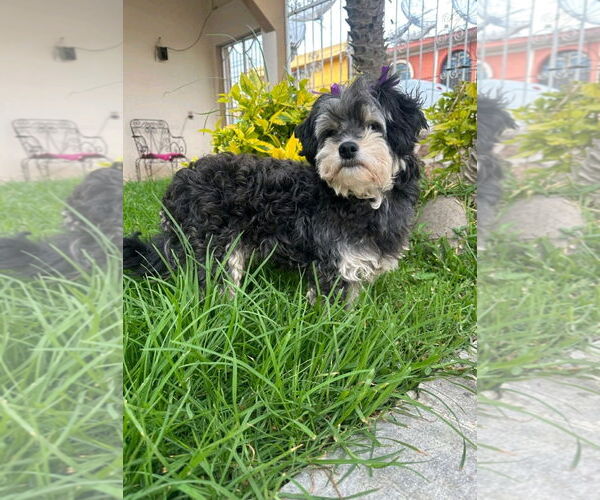 Medium Photo #5 Havanese-Unknown Mix Puppy For Sale in Escondido, CA, USA