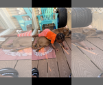 Small #5 American Pit Bull Terrier Mix