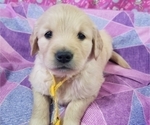 Small Photo #12 Golden Retriever Puppy For Sale in SACRAMENTO, CA, USA