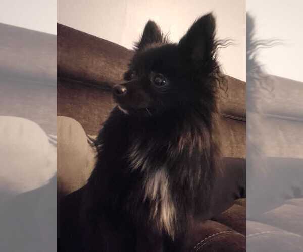 Medium Photo #7 Pomeranian Puppy For Sale in PAWTUCKET, RI, USA