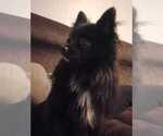 Small #6 Pomeranian