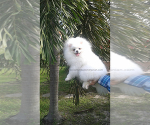 Father of the Pomeranian puppies born on 07/30/2026