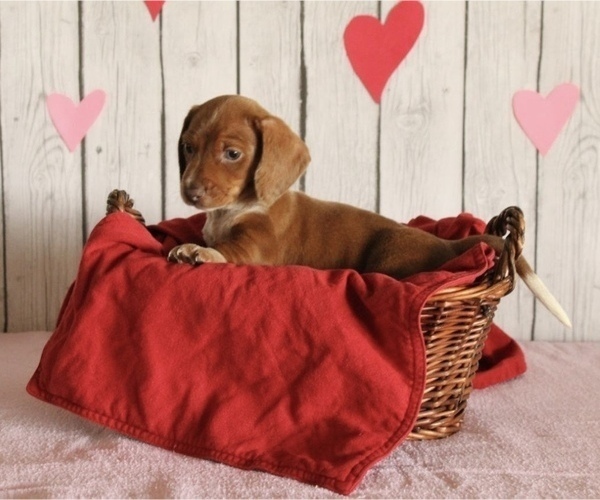 Medium Photo #1 Dachshund Puppy For Sale in WILLARD, OH, USA
