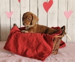 Small Photo #1 Dachshund Puppy For Sale in WILLARD, OH, USA