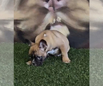 Small Photo #14 French Bulldog Puppy For Sale in LOUISVILLE, KY, USA