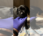 Puppy Sevyn Cane Corso