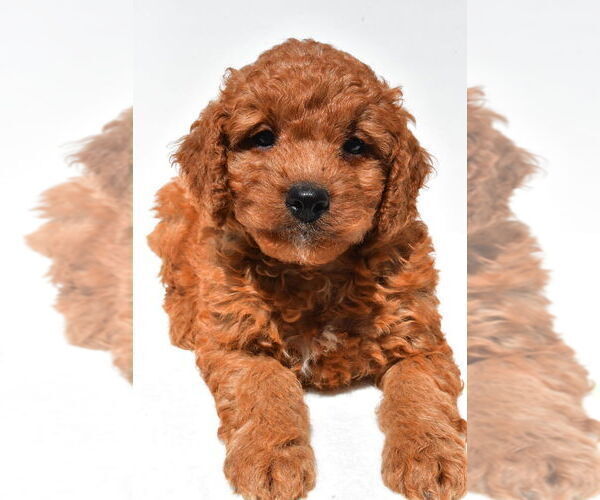Medium Photo #46 Goldendoodle mix (+ Poodle Miniature) Puppy For Sale in DURHAM, CT, USA