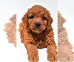 Small #45 Goldendoodle mix (+ Poodle Miniature)