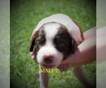 Small Photo #2 Brittany Puppy For Sale in FITZGERALD, GA, USA