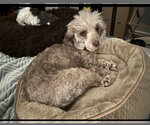Small #5 Poodle (Miniature)