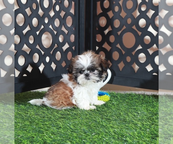 Medium Photo #4 Shih Tzu Puppy For Sale in MOUNT VERNON, OH, USA