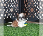 Small #3 Shih Tzu