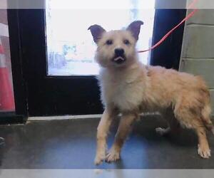 Tibetan Terrier Dogs for adoption in Tulsa, OK, USA