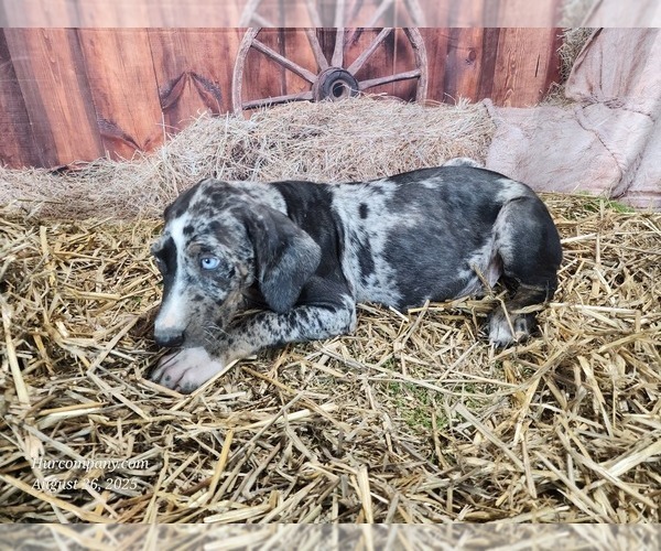 Medium Photo #13 Catahoula Leopard Dog Puppy For Sale in CUMBY, TX, USA